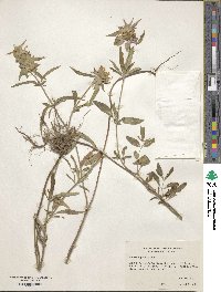 Monarda punctata image