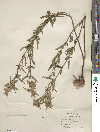 Monarda punctata image