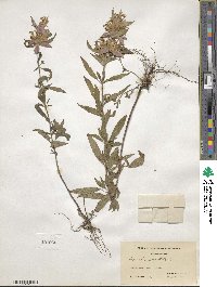 Monarda punctata image