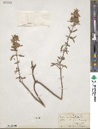 Monarda punctata image