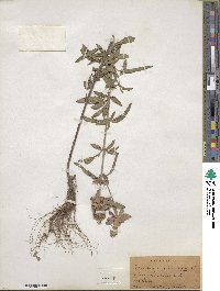 Monarda punctata image