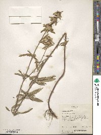 Monarda punctata image