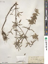 Monarda punctata image