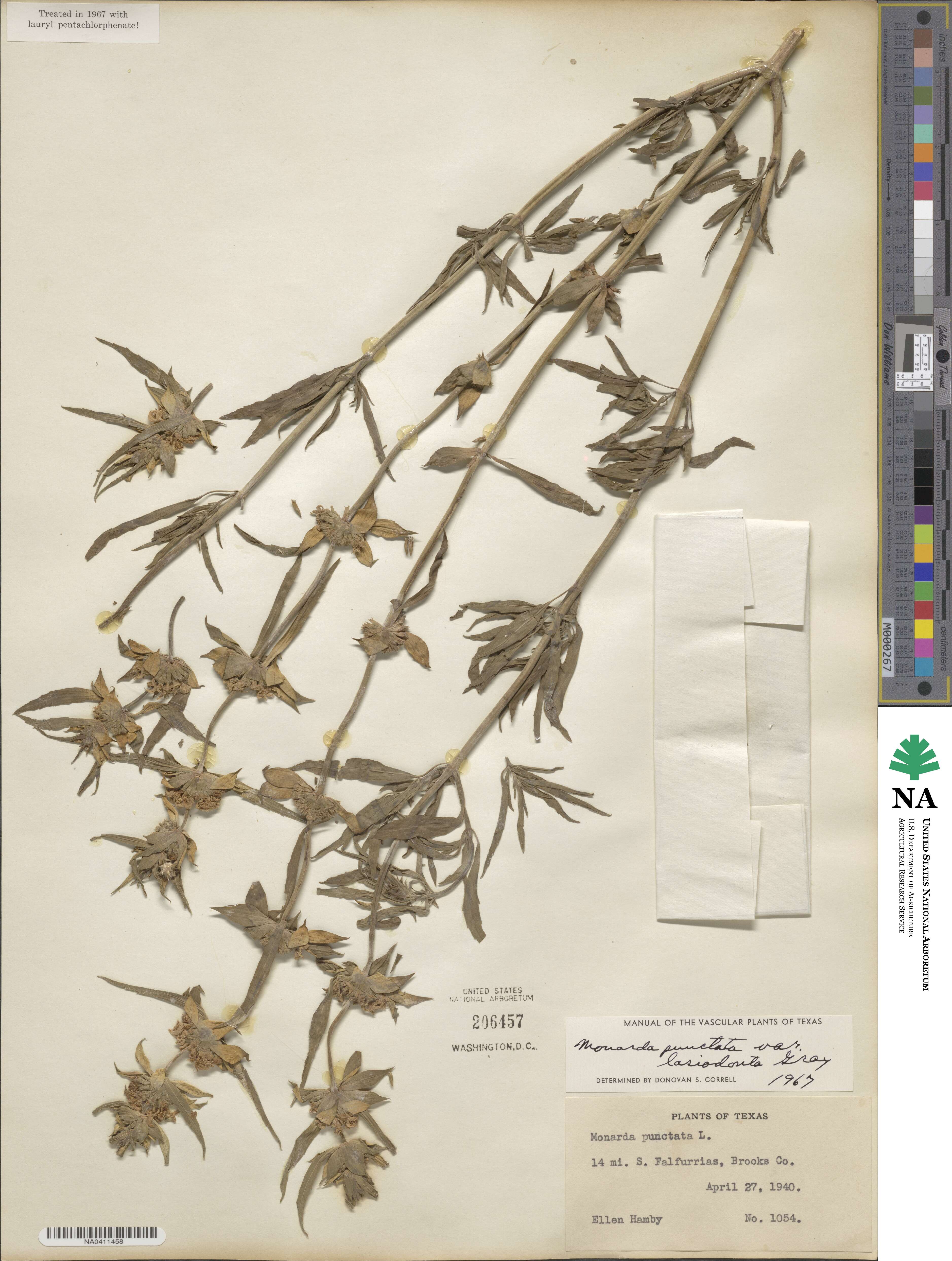 Monarda punctata var. lasiodonta image