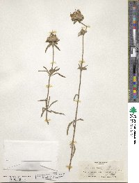 Monarda punctata image