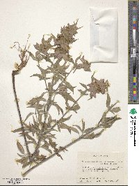 Monarda punctata image