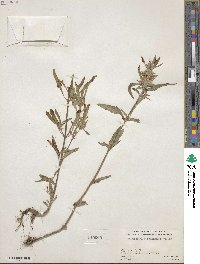 Monarda citriodora var. austromontana image