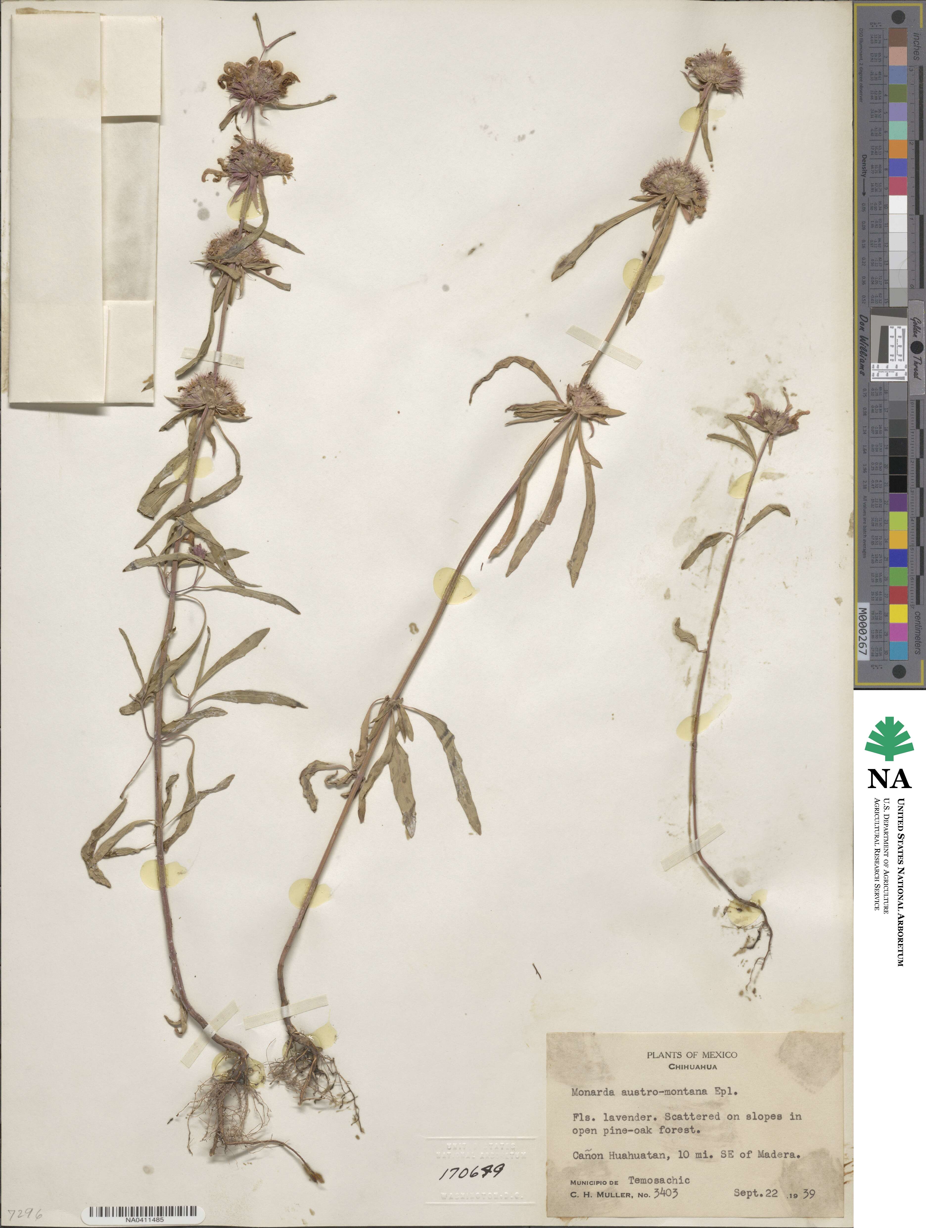 Monarda citriodora var. austromontana image