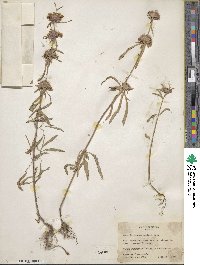 Monarda citriodora var. austromontana image