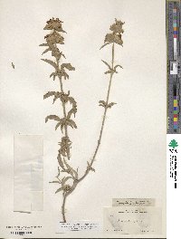 Monarda citriodora image