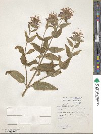 Monarda didyma image