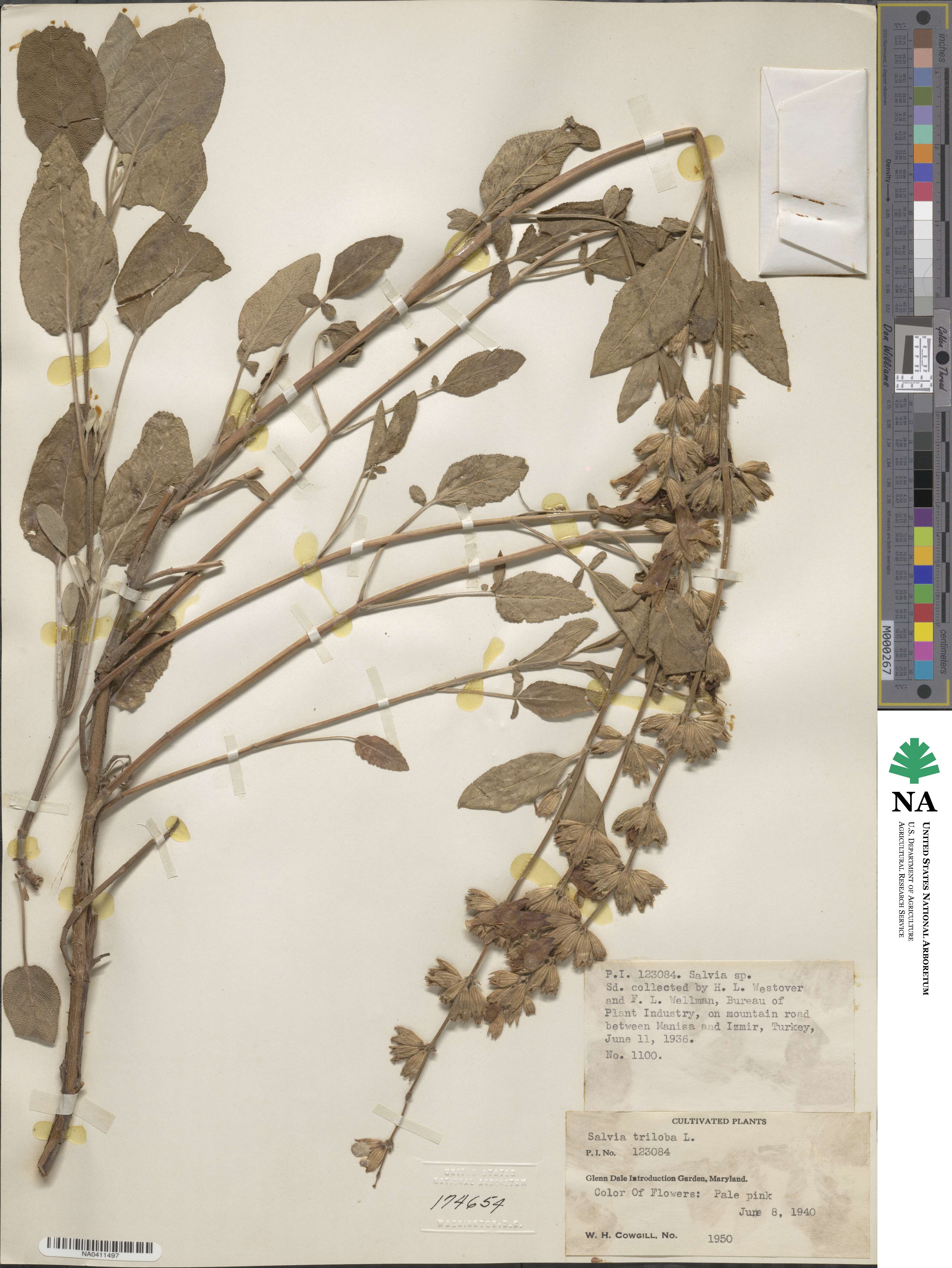 Salvia fruticosa image