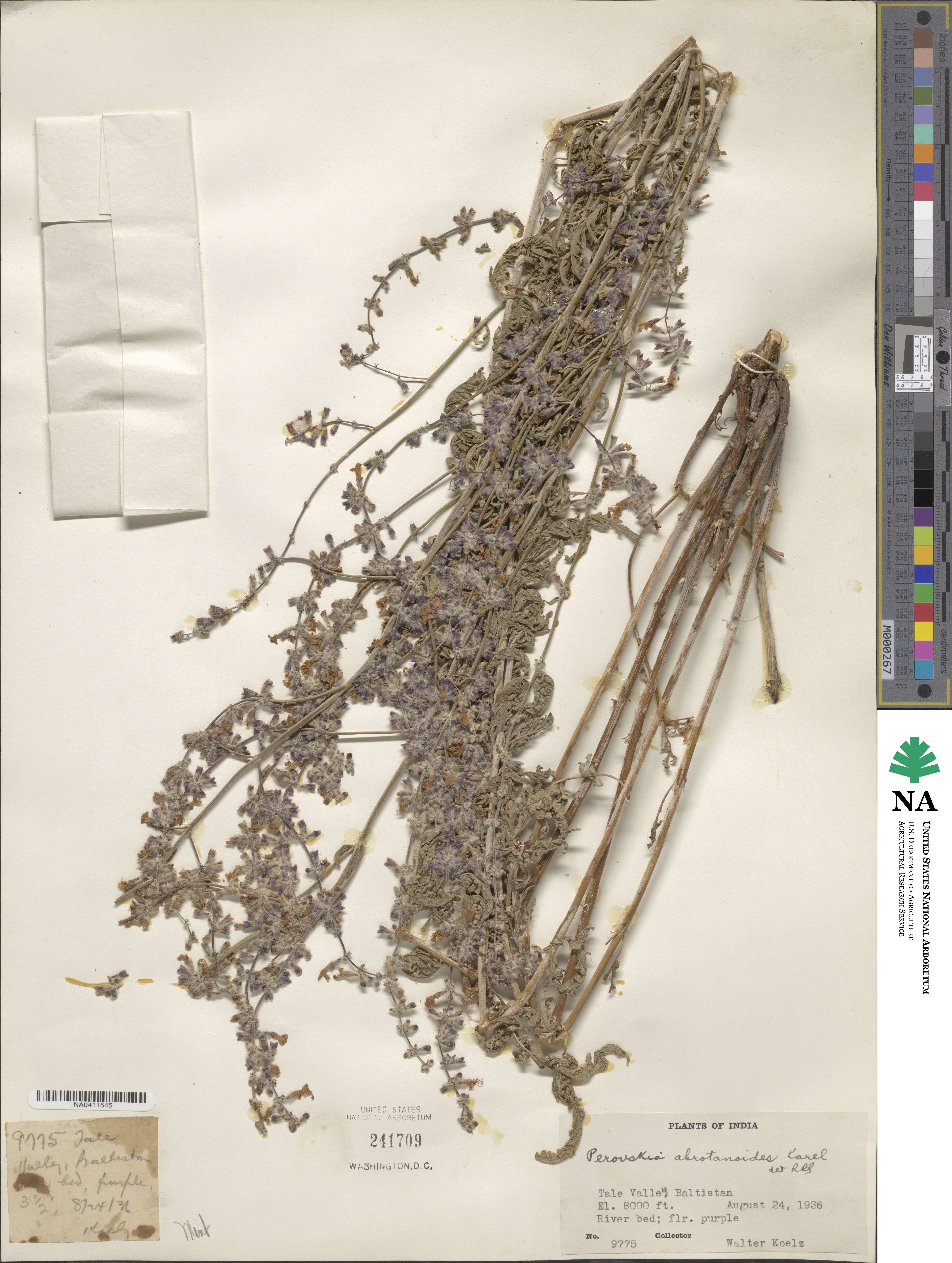 Salvia abrotanoides image