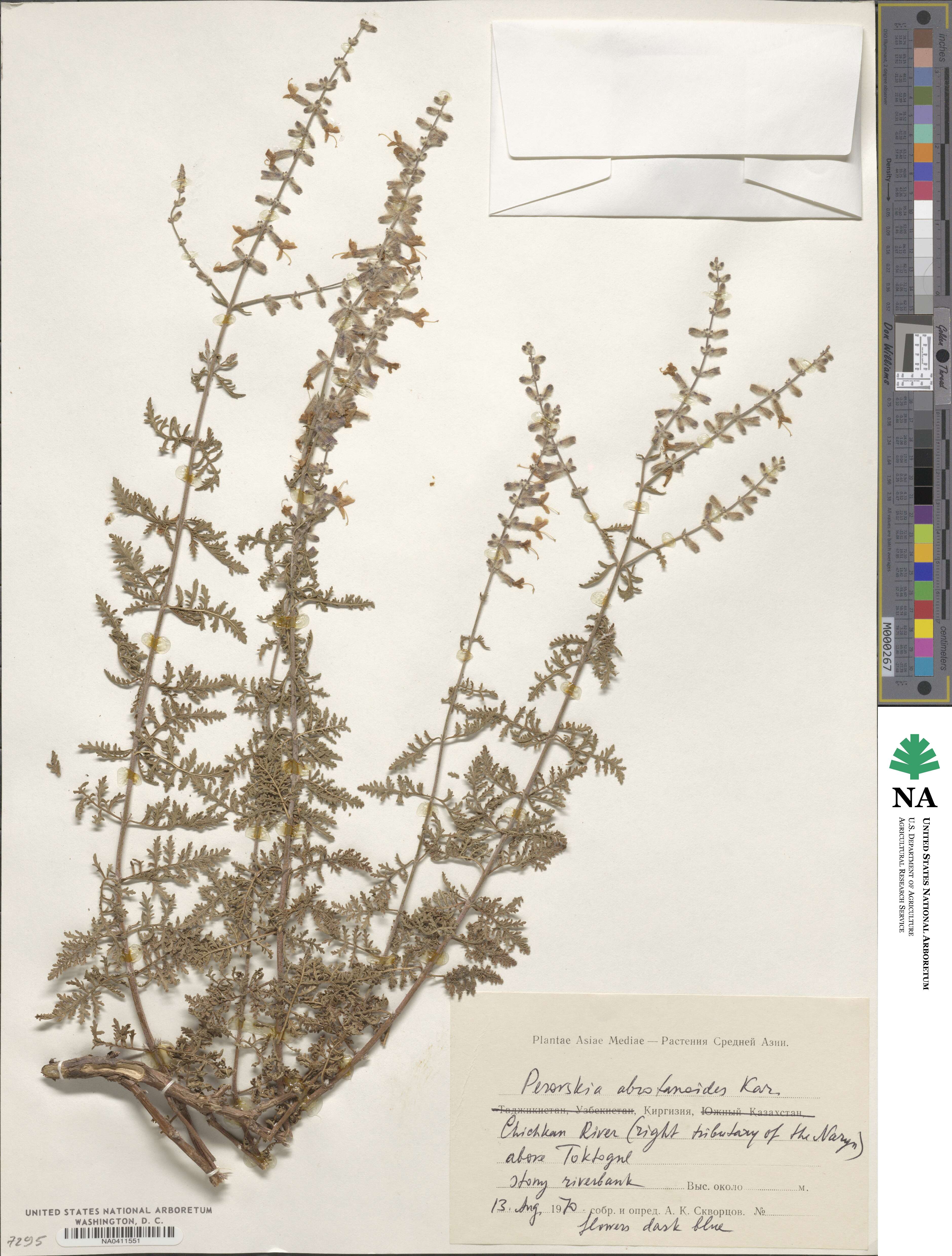 Salvia abrotanoides image