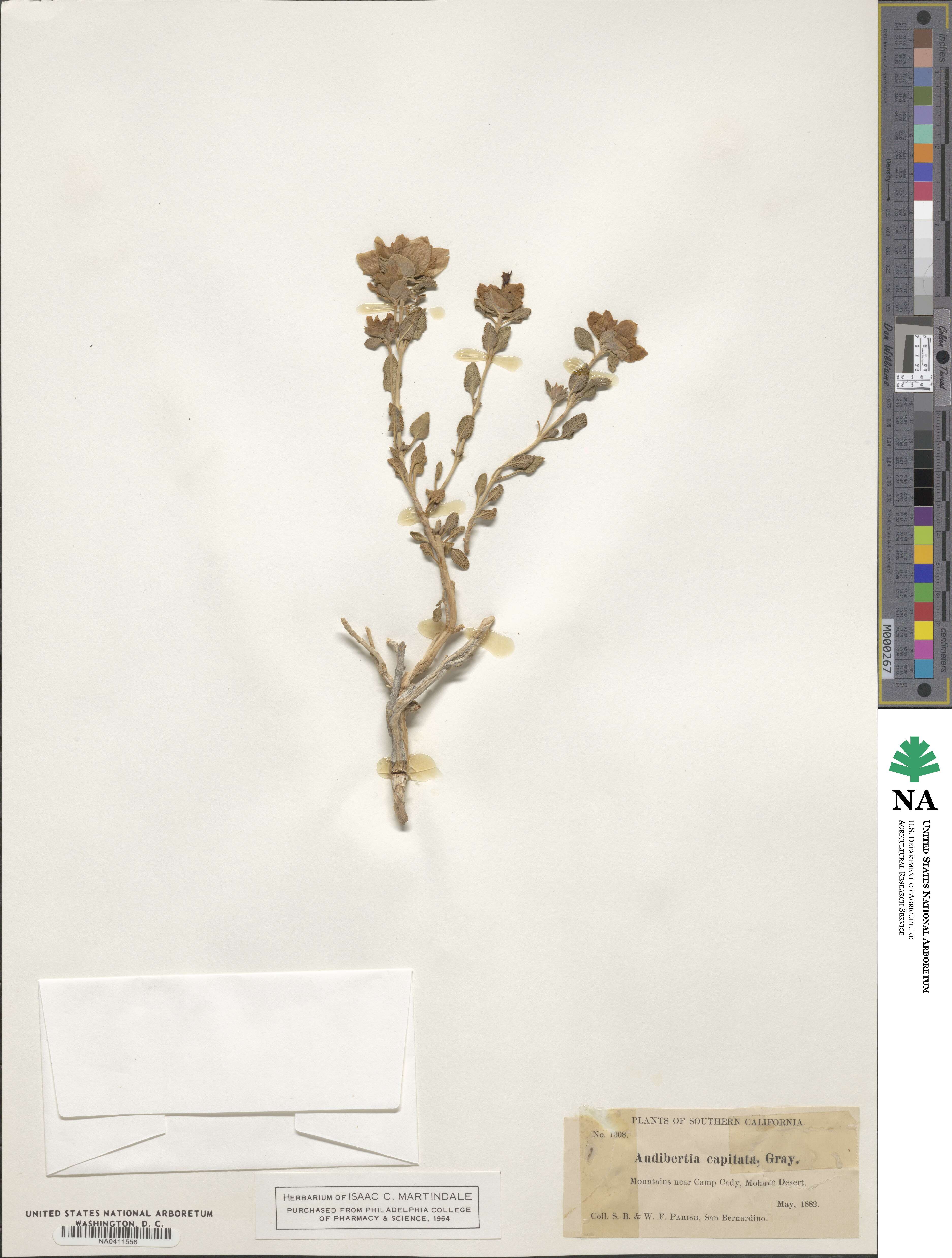 Salvia image