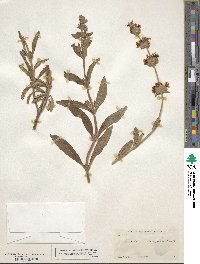 Salvia mellifera image