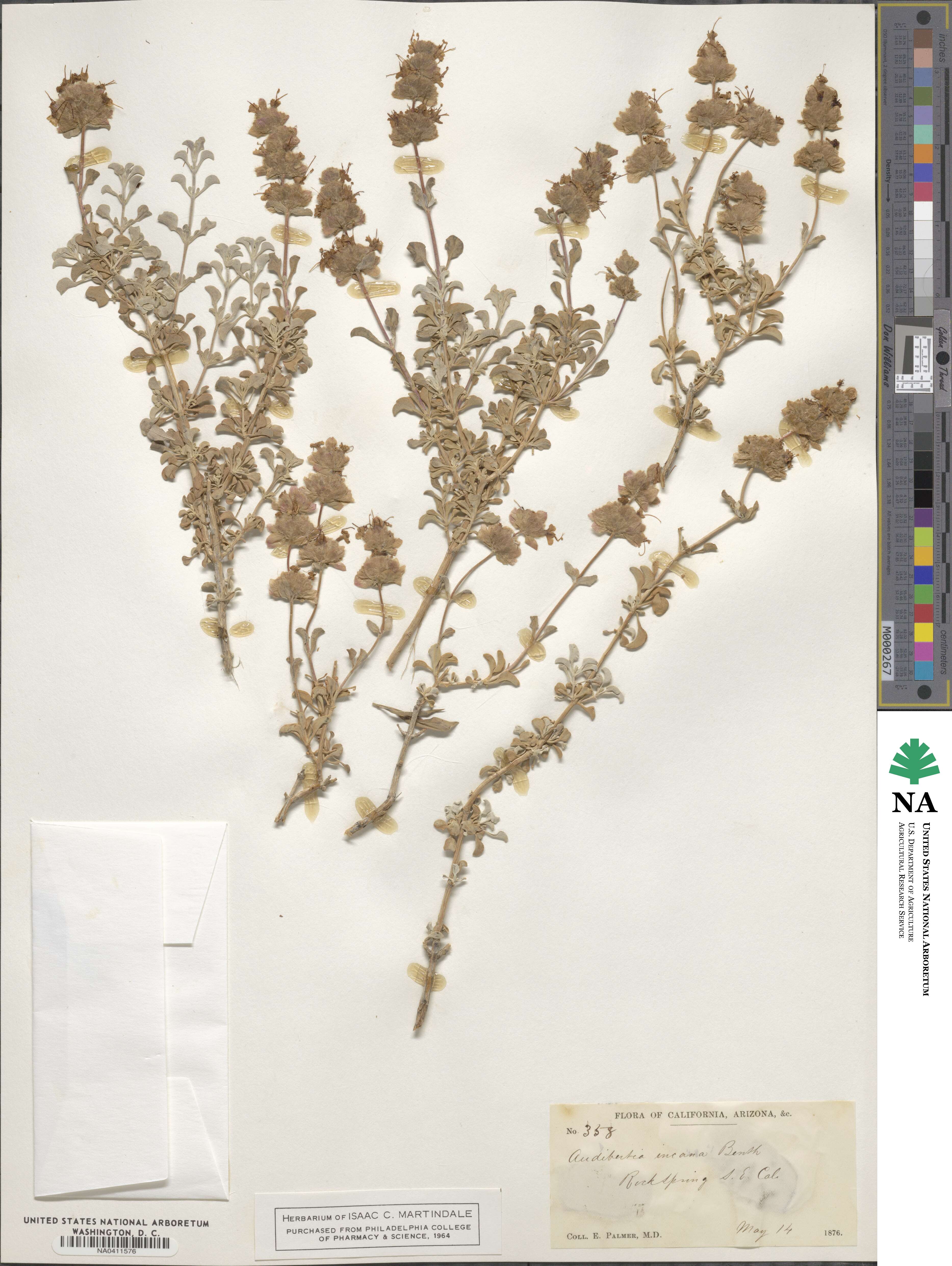 Salvia dorrii var. incana image