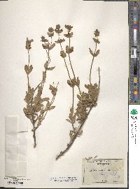 Salvia clevelandii image