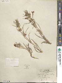 Salvia whitehousei image