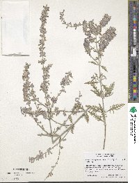 Salvia yangii image