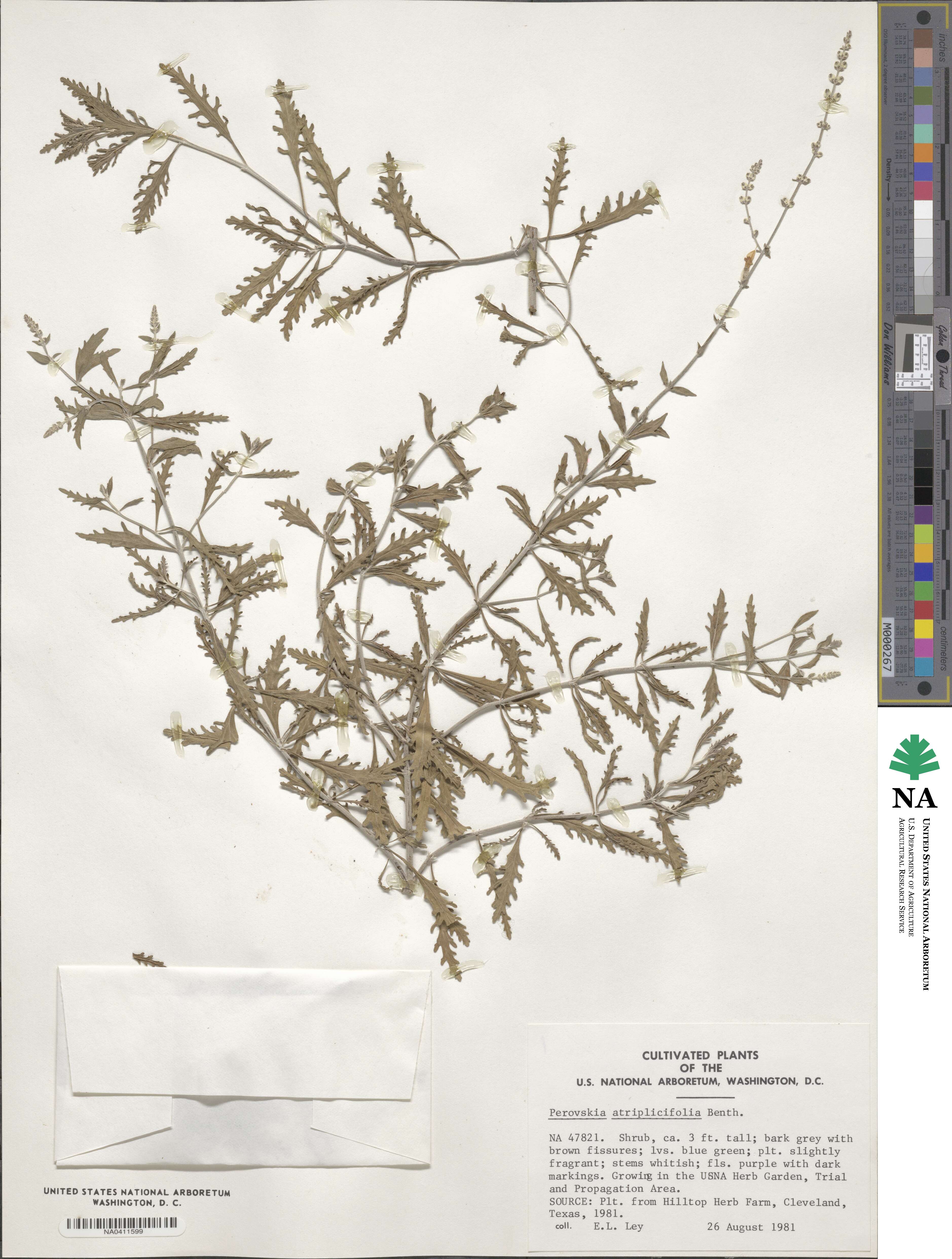 Salvia yangii image