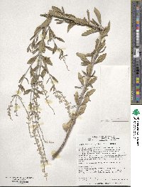 Salvia yangii image