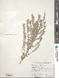 Salvia abrotanoides image