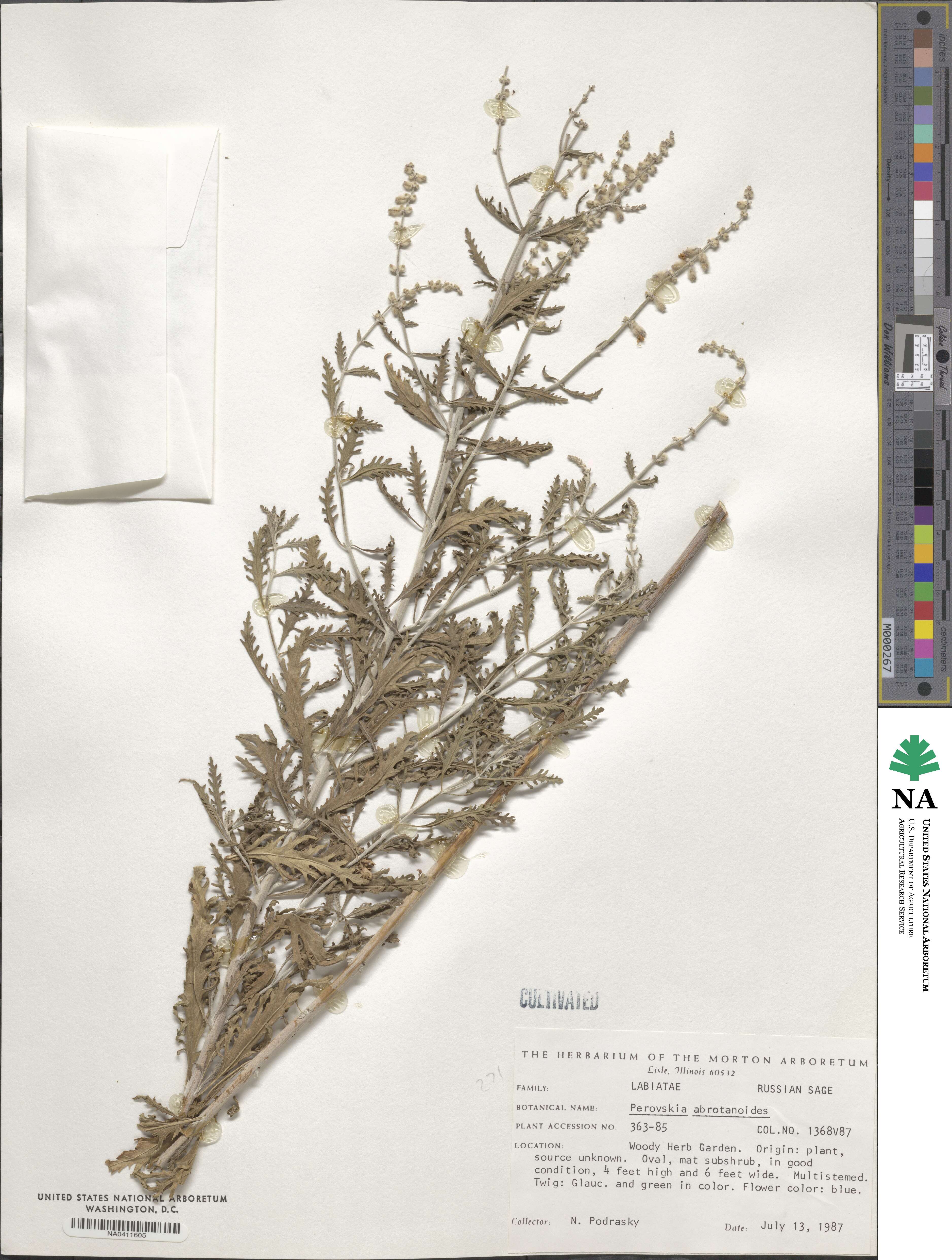 Salvia abrotanoides image