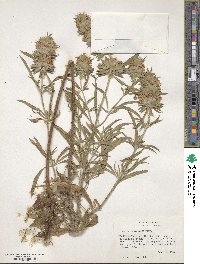 Monarda citriodora image