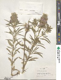 Monarda citriodora image