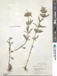 Monarda citriodora image