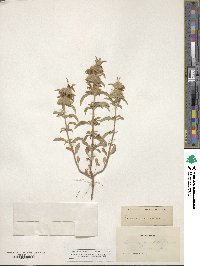 Monarda citriodora image