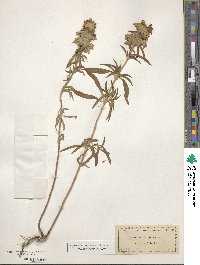 Monarda citriodora image