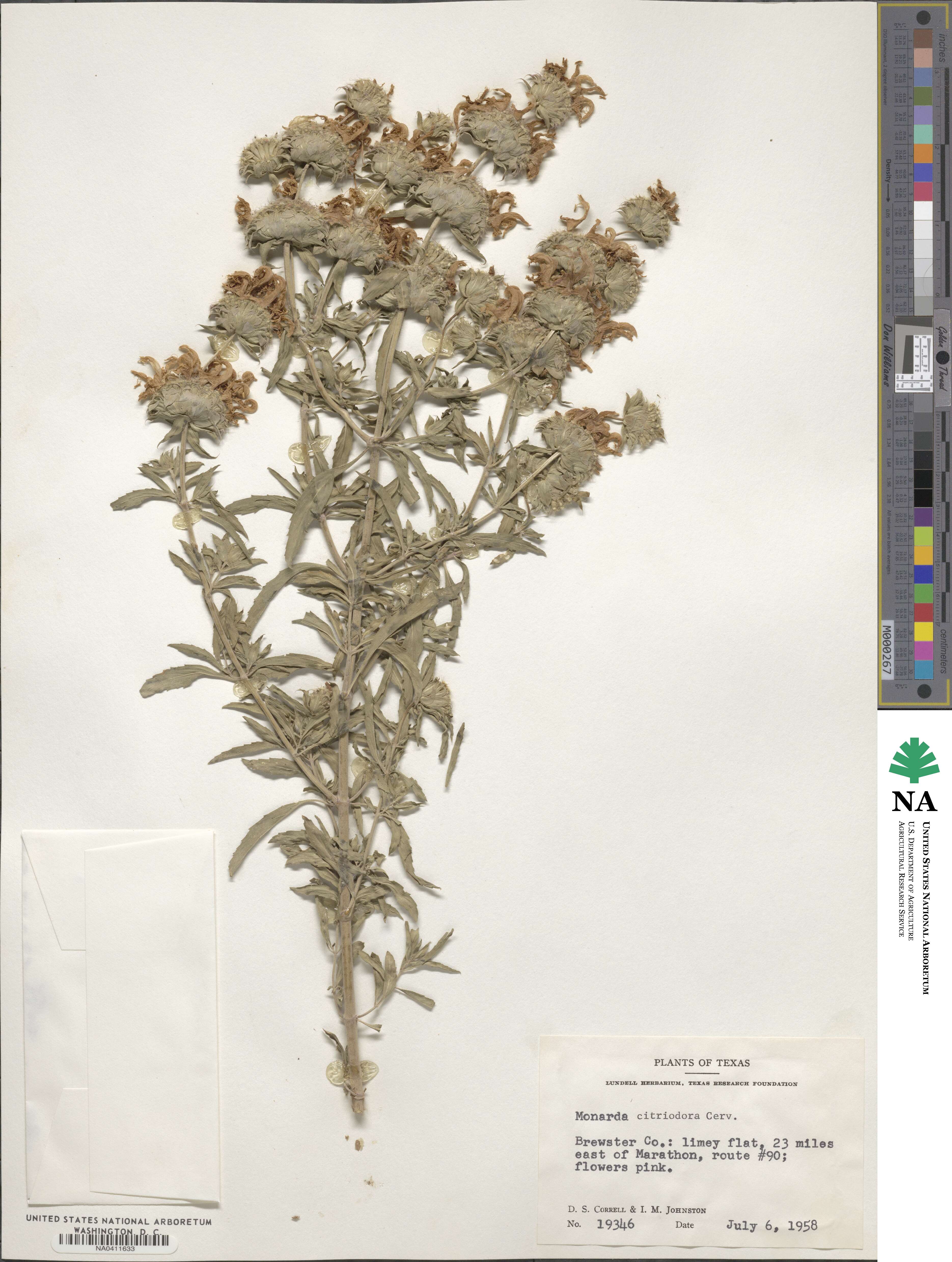 Monarda citriodora image