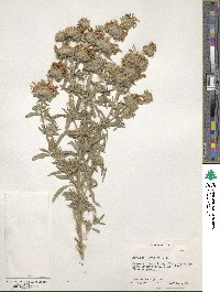 Monarda citriodora image