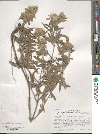 Monarda citriodora image