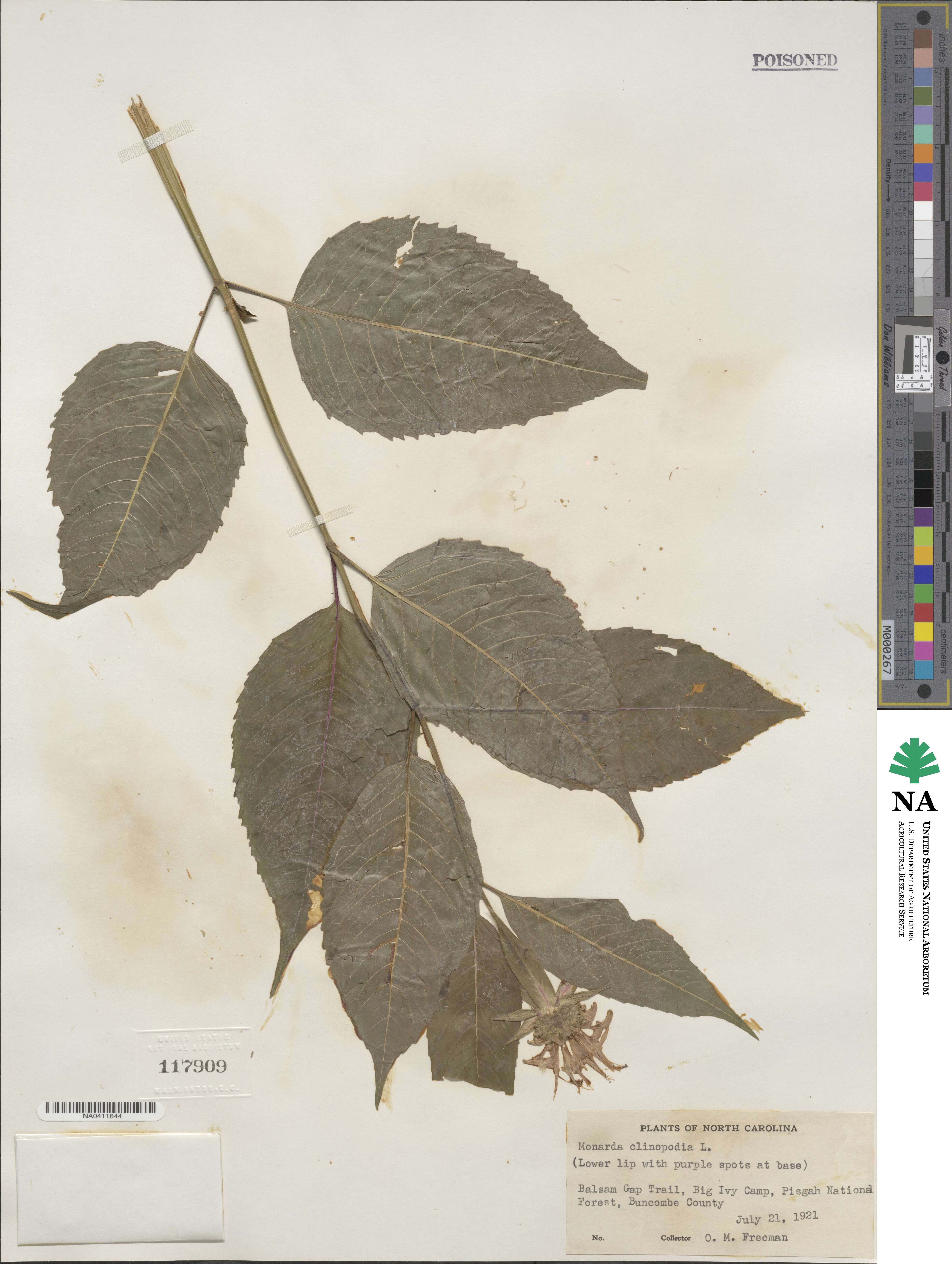 Monarda clinopodia image