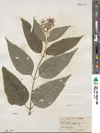 Monarda clinopodia image