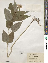 Monarda clinopodia image