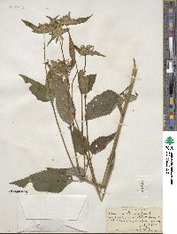 Monarda clinopodia image