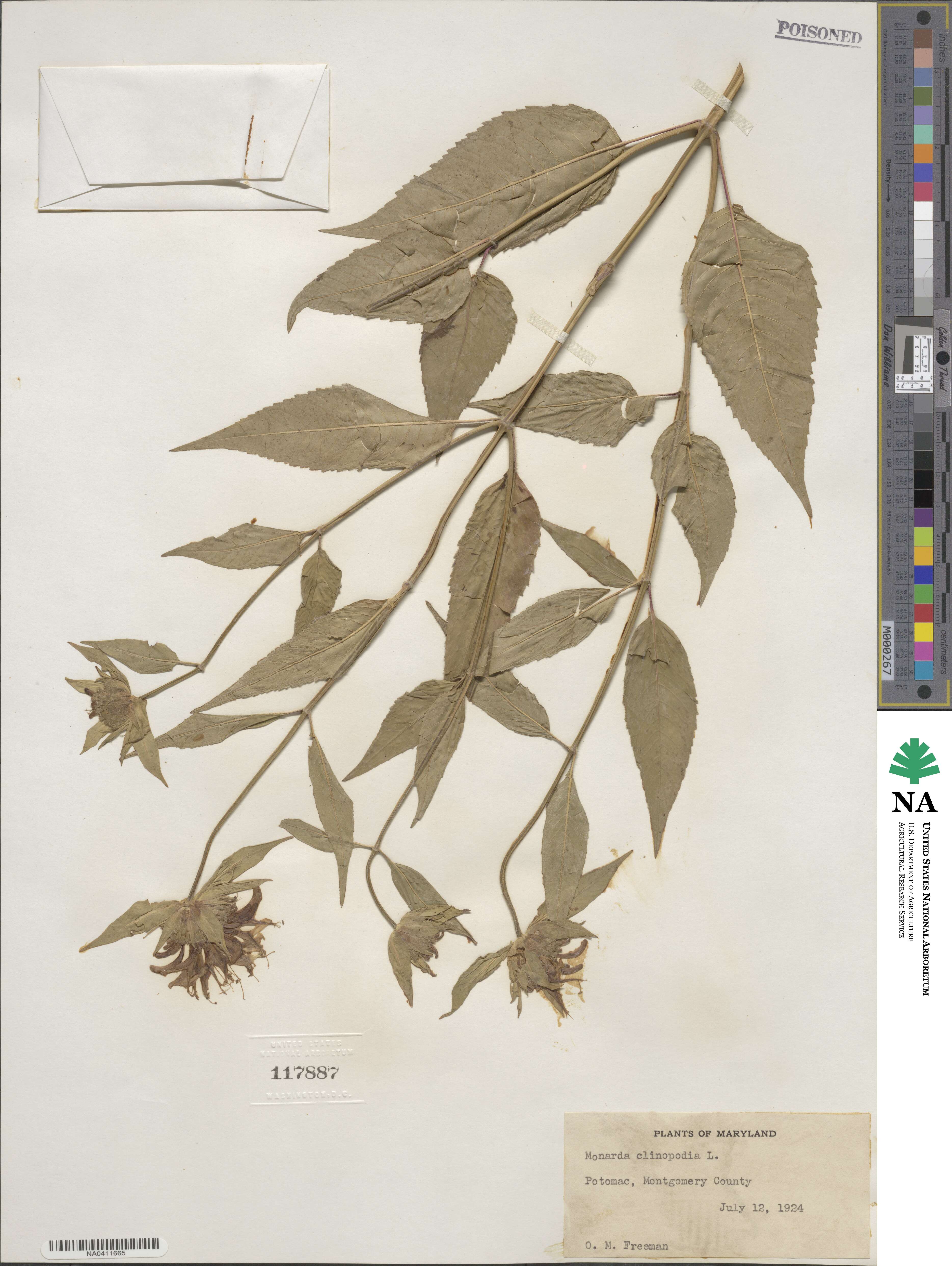 Monarda clinopodia image