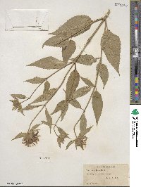 Monarda clinopodia image