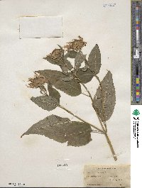 Monarda clinopodia image