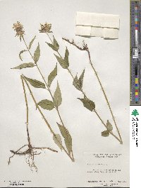 Monarda clinopodia image