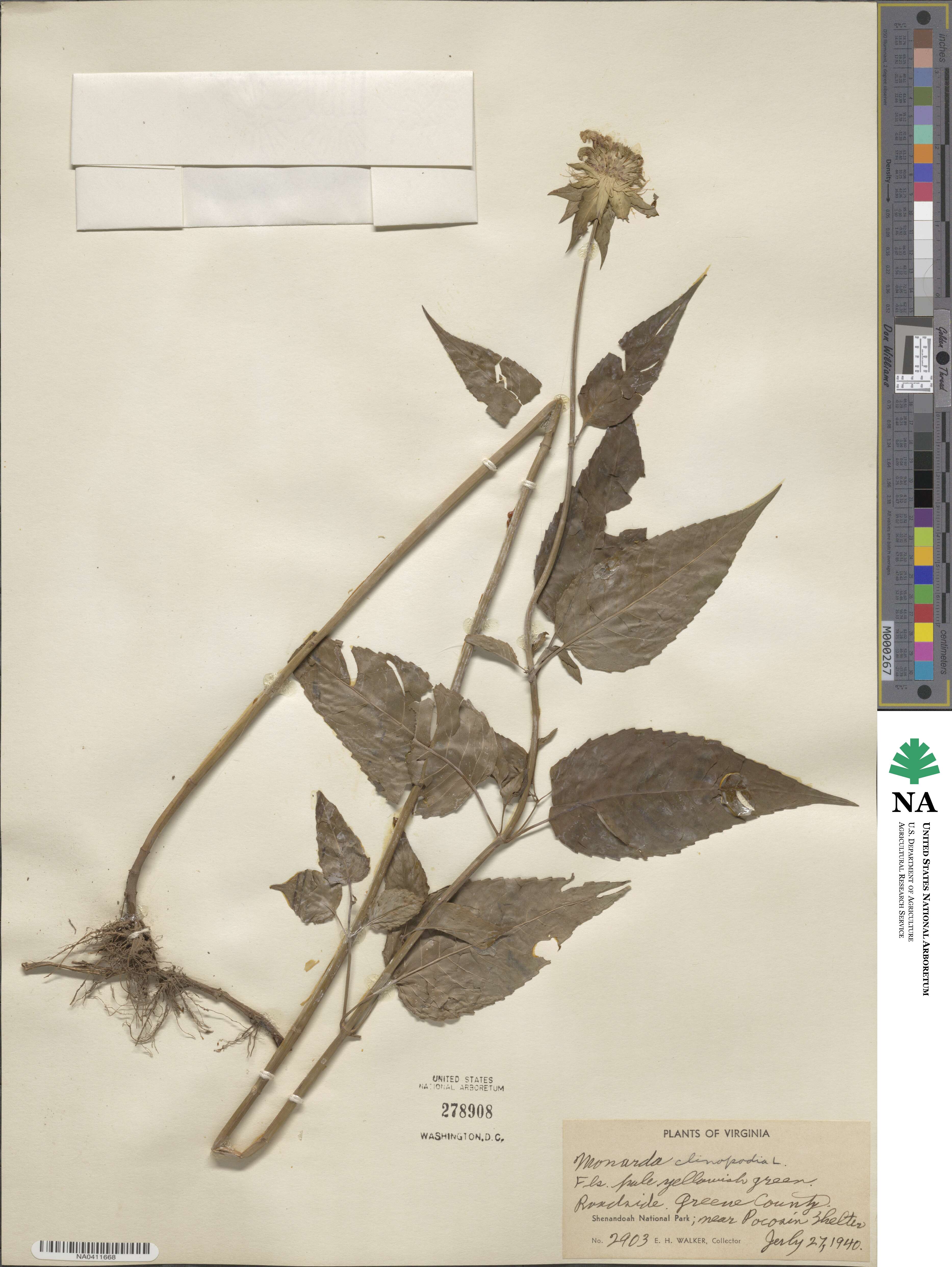 Monarda clinopodia image