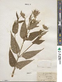 Monarda clinopodia image