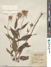 Monarda clinopodia image