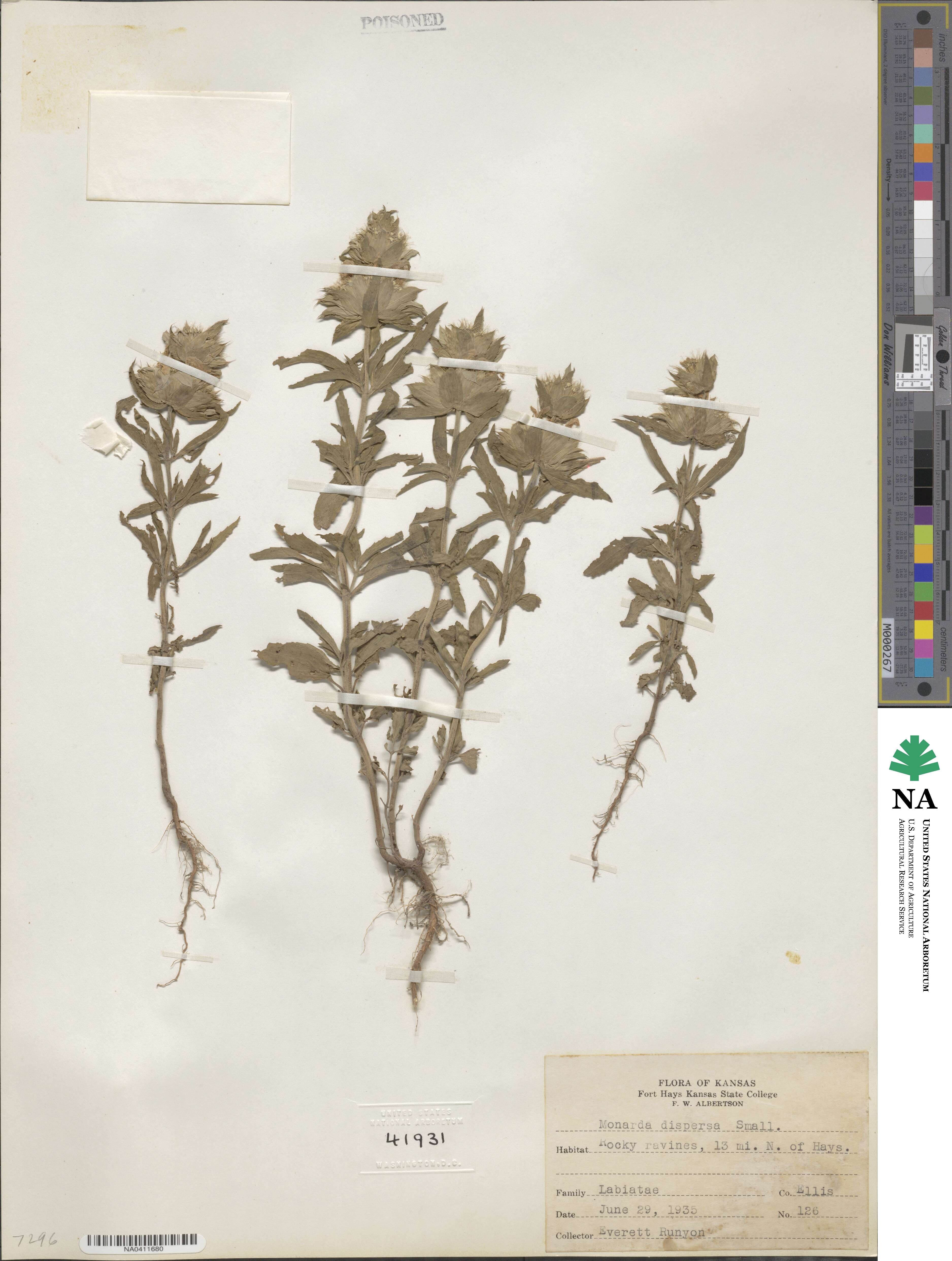 Monarda citriodora var. citriodora image