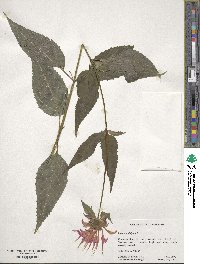 Monarda didyma image