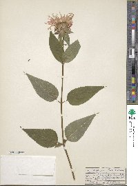 Monarda didyma image